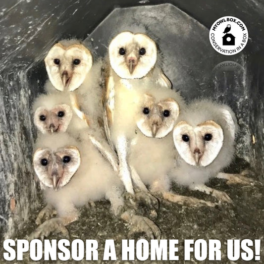 Sponsor An Owl Barn